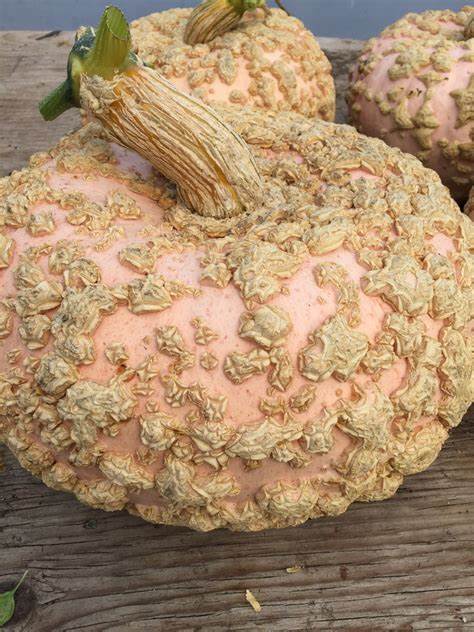 Galeuse d'Eysines (plant en pot indiv.)