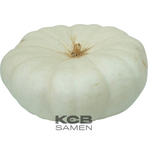 White Flat Boer (plant en pot indiv.)