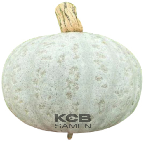 Kabocha Silver F1 (plant en pot indiv.)