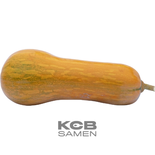 Sonca (plant en pot indiv.)