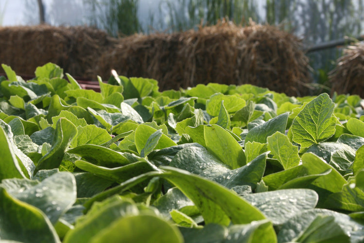 Plants de courges pour professionnels